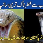 Most Dangrous Sankes in the world | Top 5 Dangrous snake in the world | Life of snakes